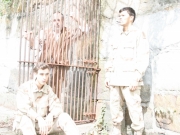 Bengal_Tiger02